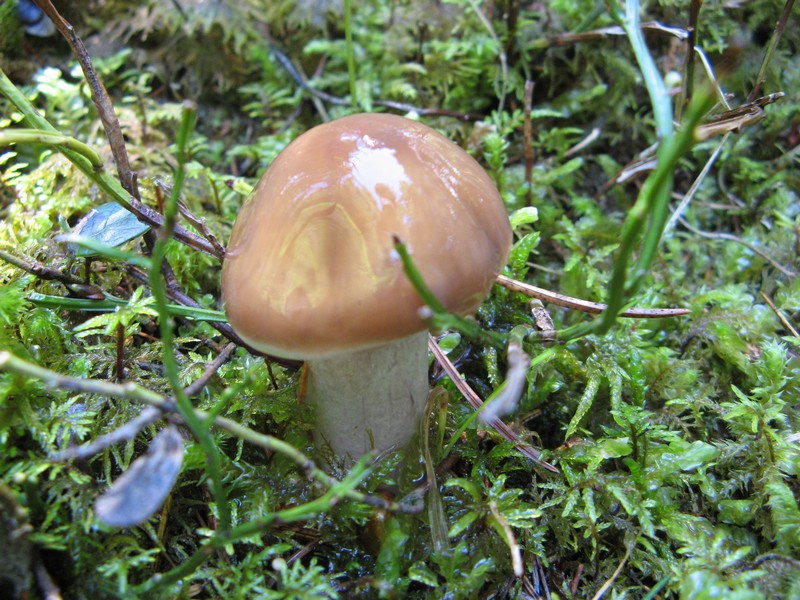 Per chi si vuol divertire!